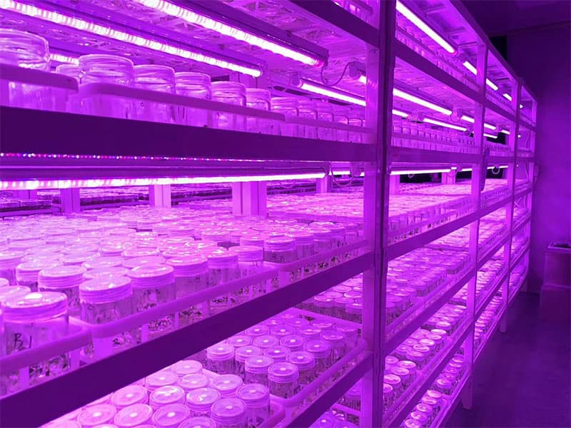 奶茶视频APP官网下载燈