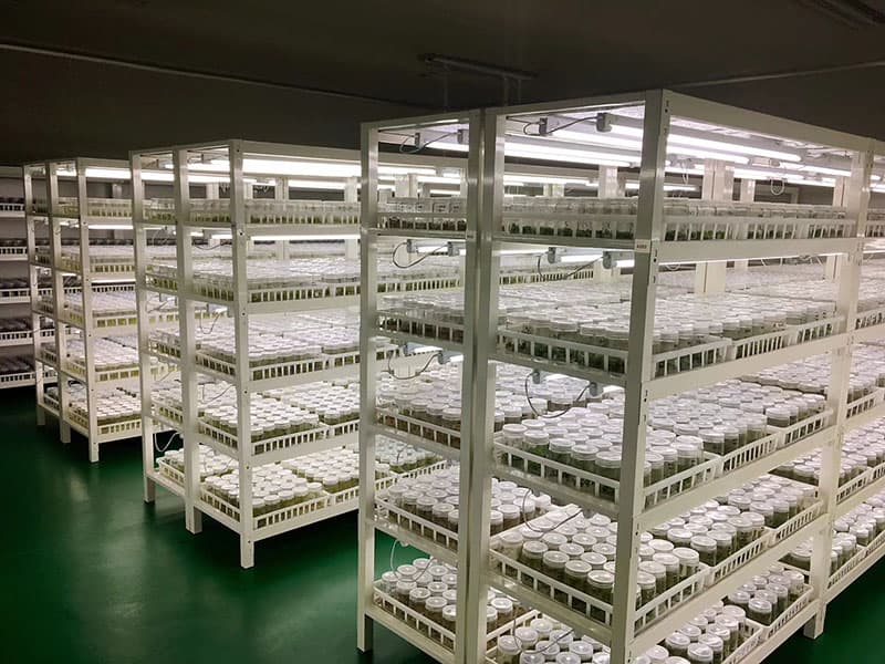 帶奶茶视频APP官网下载筐培養架
