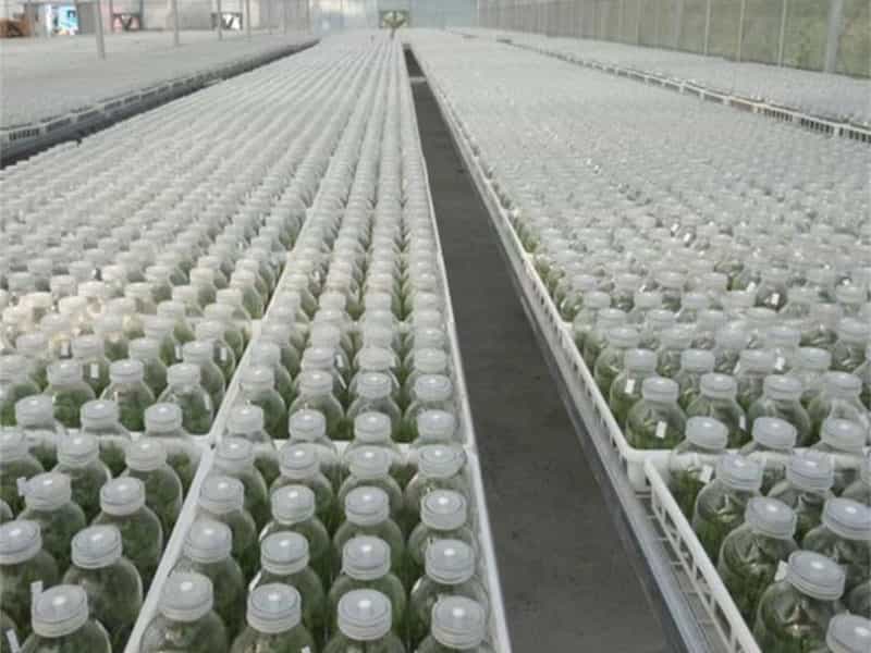 奶茶视频APP官网下载瓶