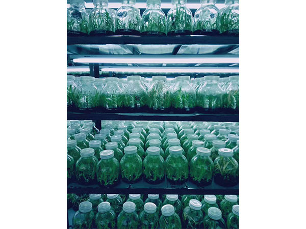 植物奶茶视频APP官网下载