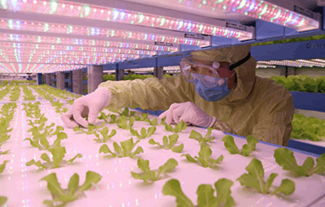 奶茶视频在线观看免费奶茶视频APP官网下载詳解植物工廠