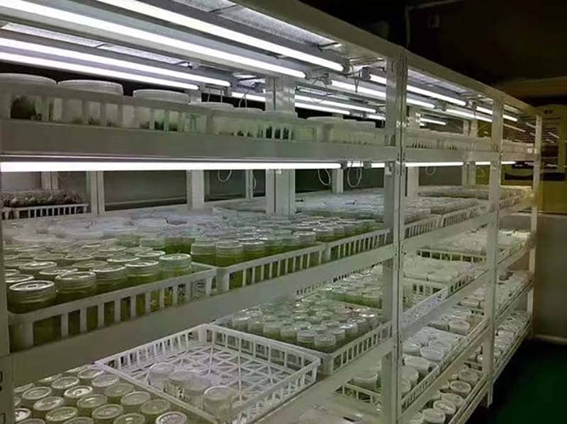 培養架、奶茶视频APP官网下载架、光照培養架