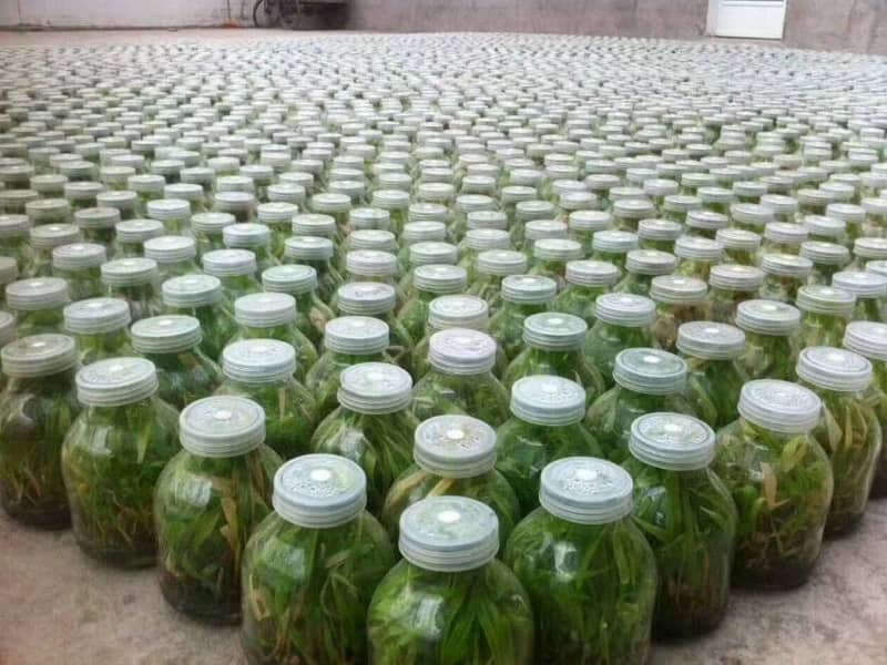 奶茶视频APP官网下载瓶