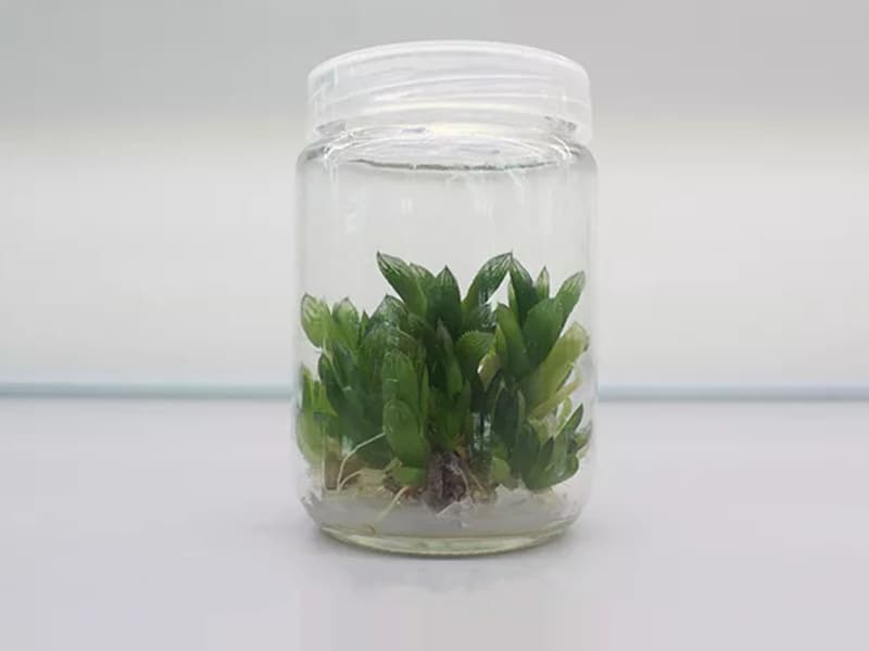 奶茶视频APP官网下载瓶