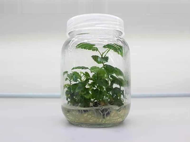 奶茶视频APP官网下载瓶