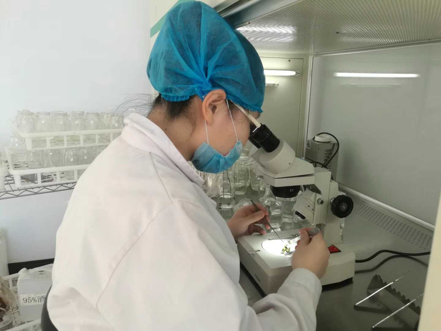 奶茶视频APP官网下载苗，奶茶视频APP官网下载，組織培養