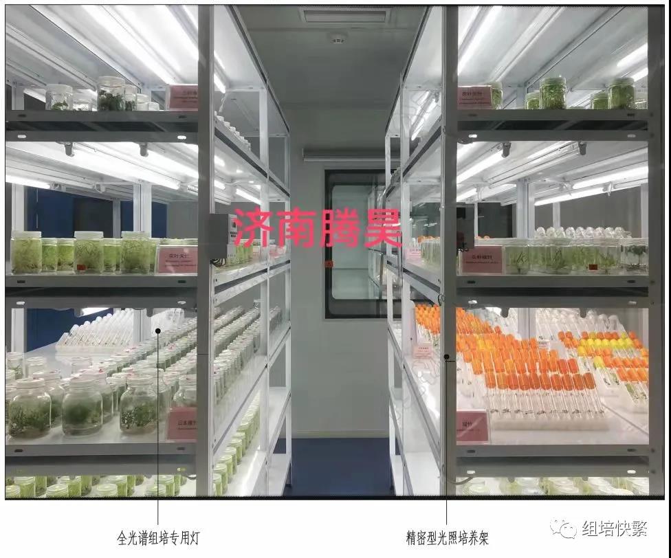 組織培養，奶茶视频APP官网下载架，奶茶视频APP官网下载疑問